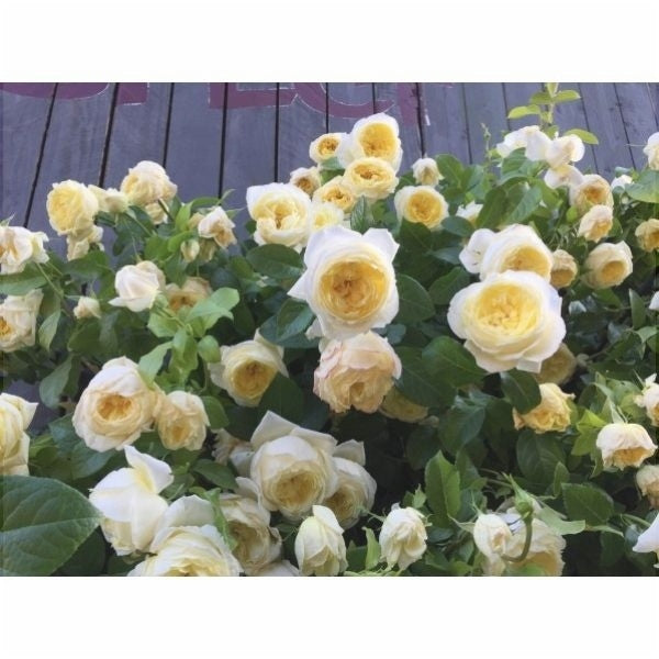 Trandafir Urcator "Amnesty International", la Ghiveci 3L, Anul 2, 1 Bucata