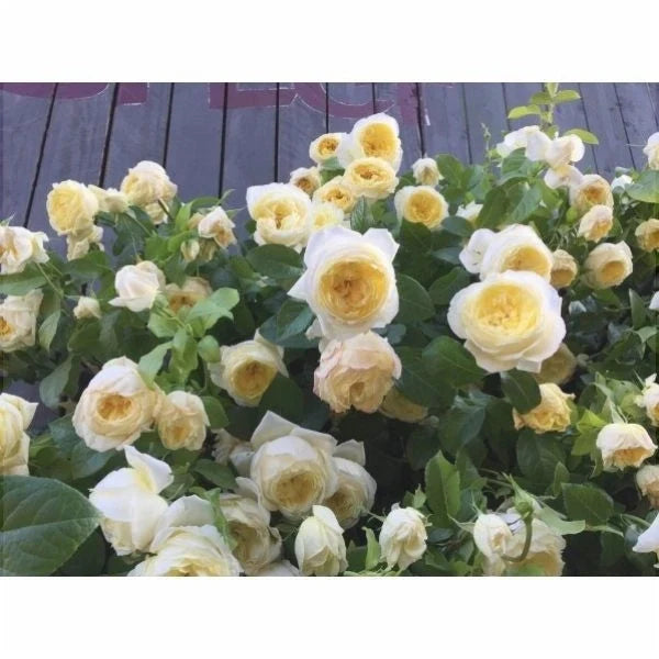 trandafir urcator amnesty international flori galbene parfum intens