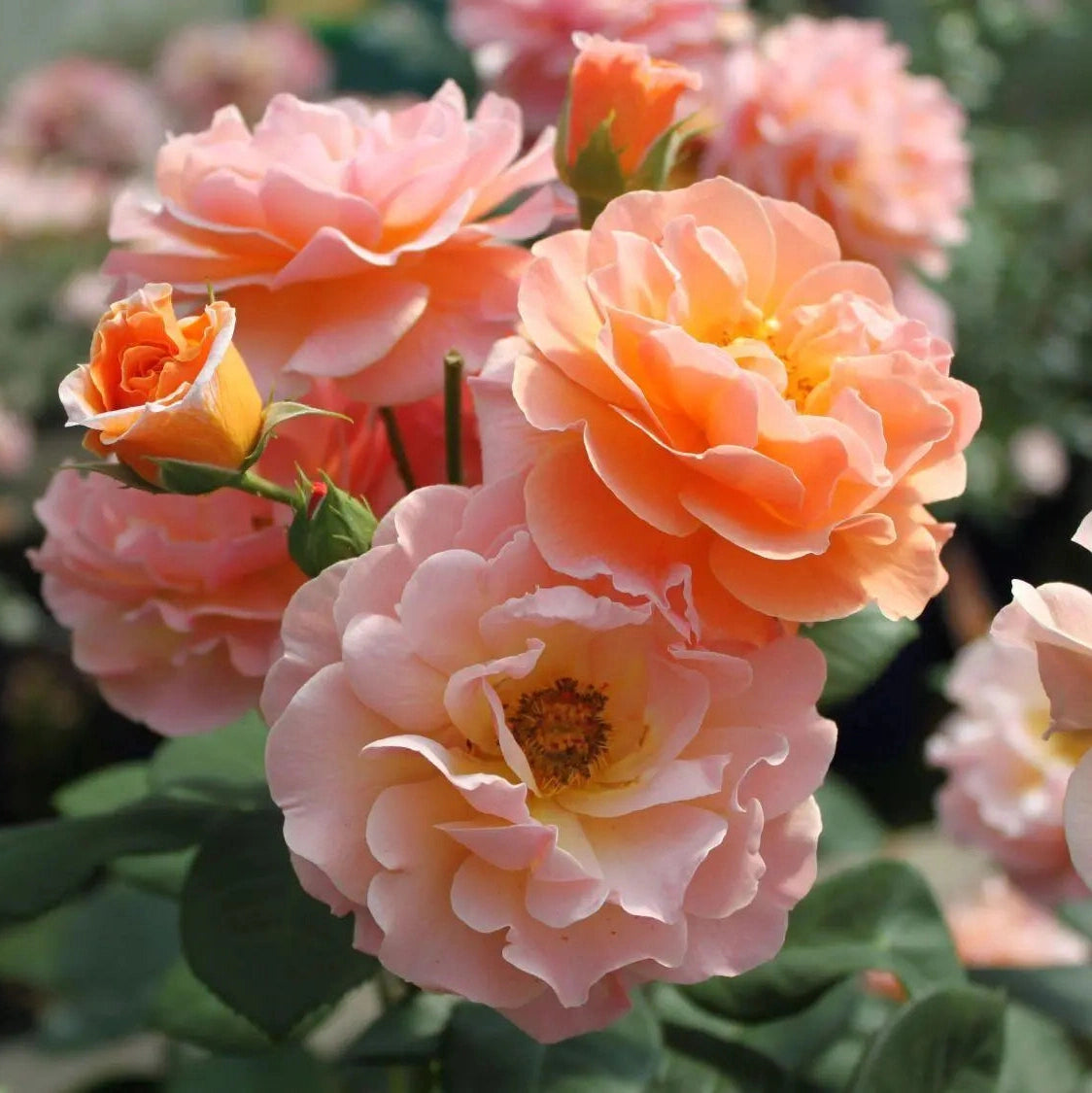 Trandafir Urcator "Arabia", la Ghiveci 3L, Anul 2, 1 Bucata