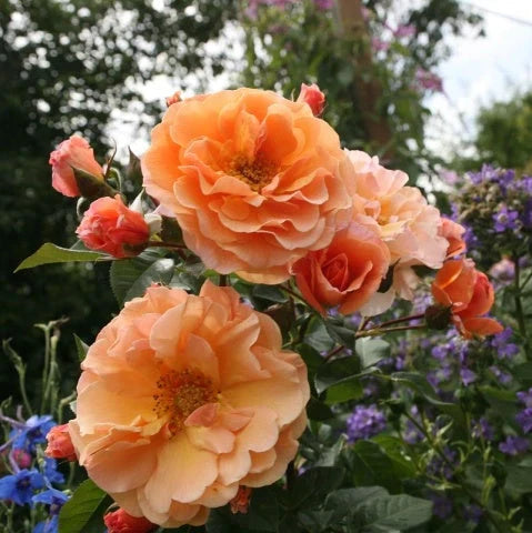 trandafir urcator arabia flori rosii parfum intens