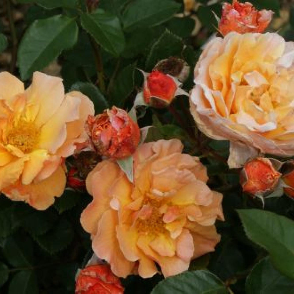 Trandafir Urcator "Arabia", la Ghiveci 3L, Anul 2, 1 Bucata