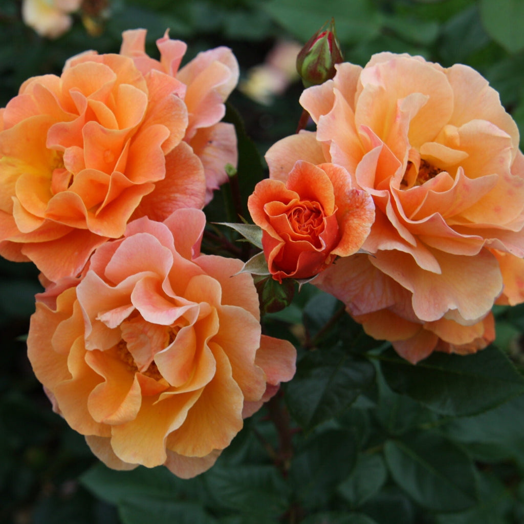 Trandafir Urcator "Arabia", la Ghiveci 3L, Anul 2, 1 Bucata