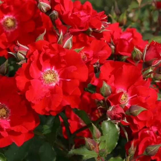 Trandafir Urcator "Brillant Korsar", la Ghiveci 3L, Anul 2, 1 Bucata