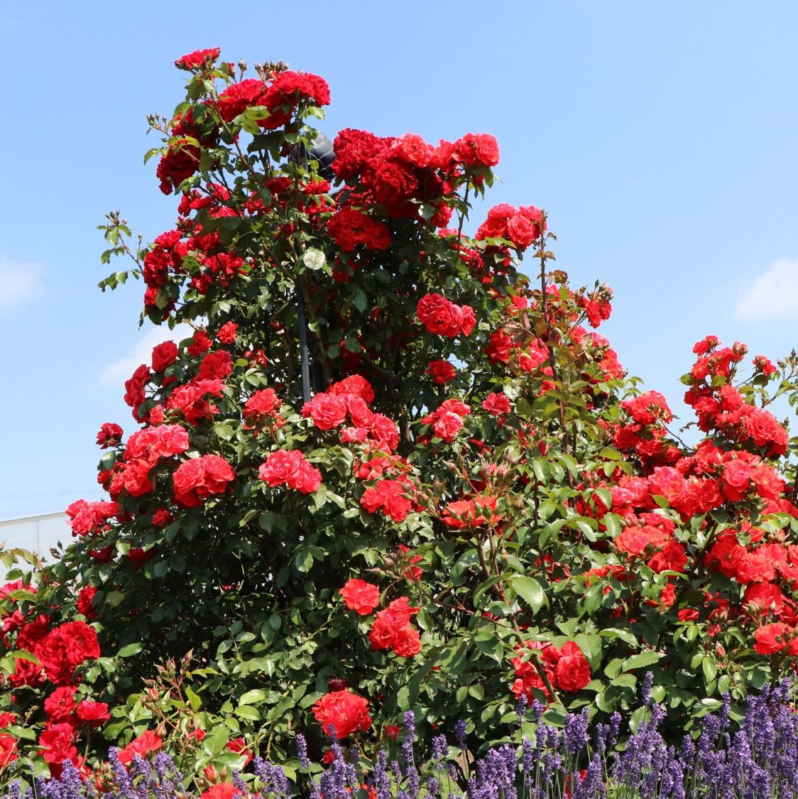 Trandafir Urcator "Brillant Korsar", la Ghiveci 3L, Anul 2, 1 Bucata