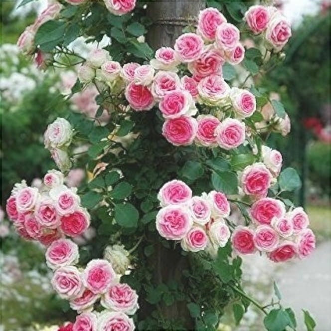 Trandafir Urcator Butas "Bicolor", 1 Bucata