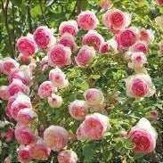 Trandafir Urcator Butas "Bicolor", 1 Bucata