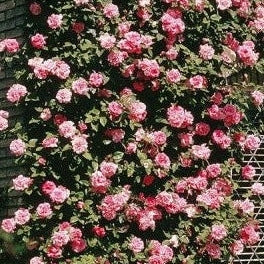 Trandafir Urcator Butas "Coral Dawn", 1 Bucata