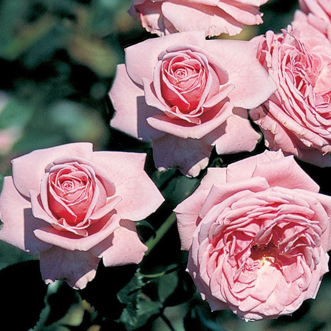 Trandafir Urcator Butas "Coral Dawn", 1 Bucata