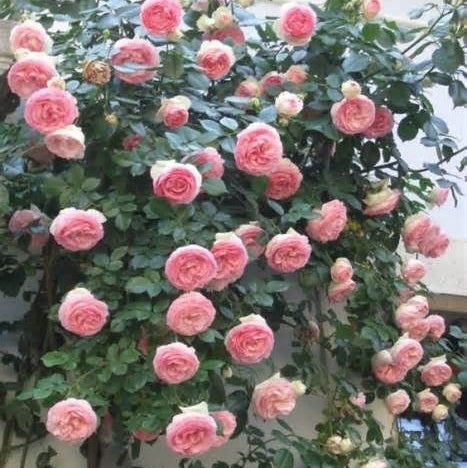 Trandafir Urcator Butas "Coral Dawn", 1 Bucata