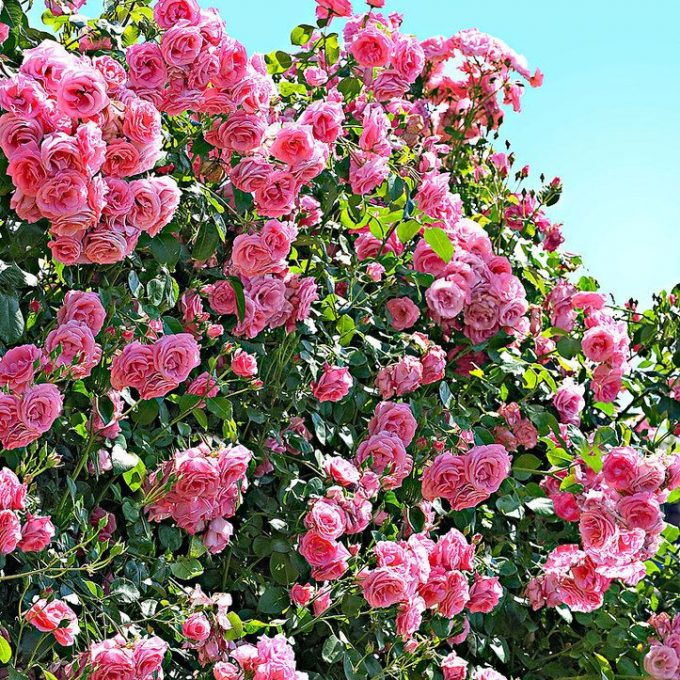 Trandafir Urcator Butas "Coral Dawn", 1 Bucata