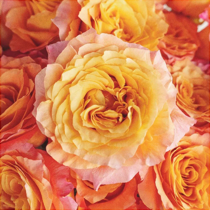 Trandafir Urcator Butas "Double Orange", 1 Bucata