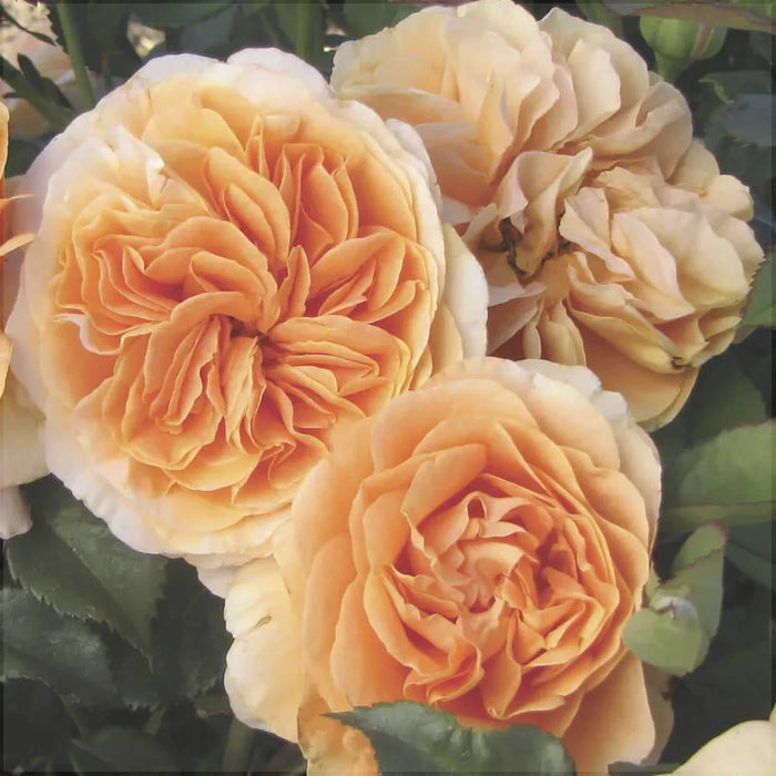 Trandafir Urcator Butas "Double Orange", 1 Bucata