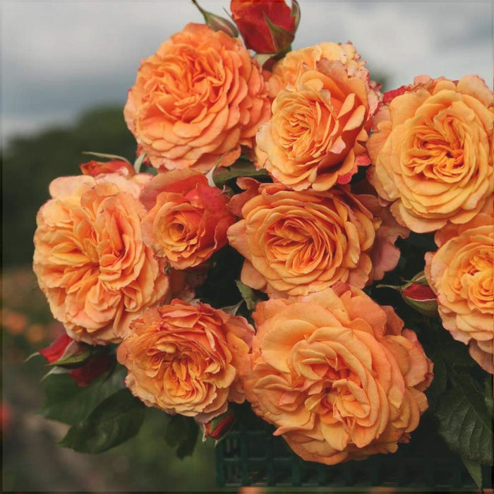 Trandafir Urcator Butas "Double Orange", 1 Bucata