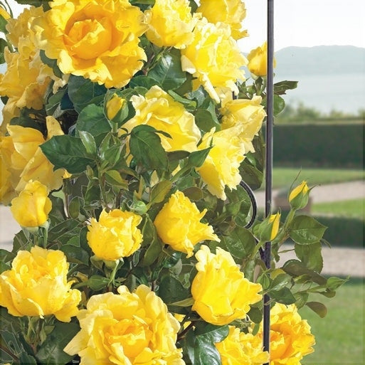 Trandafir Urcator Butas "Dune", 1 Bucata