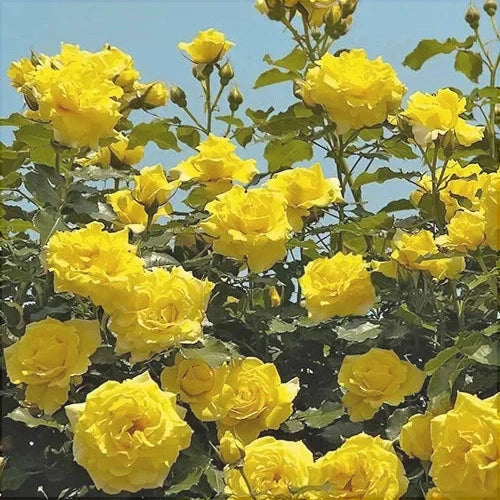 Trandafir Urcator Butas "Dune", 1 Bucata