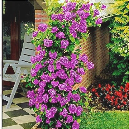 Trandafir Urcator Butas "Indigoletta", 1 Bucata