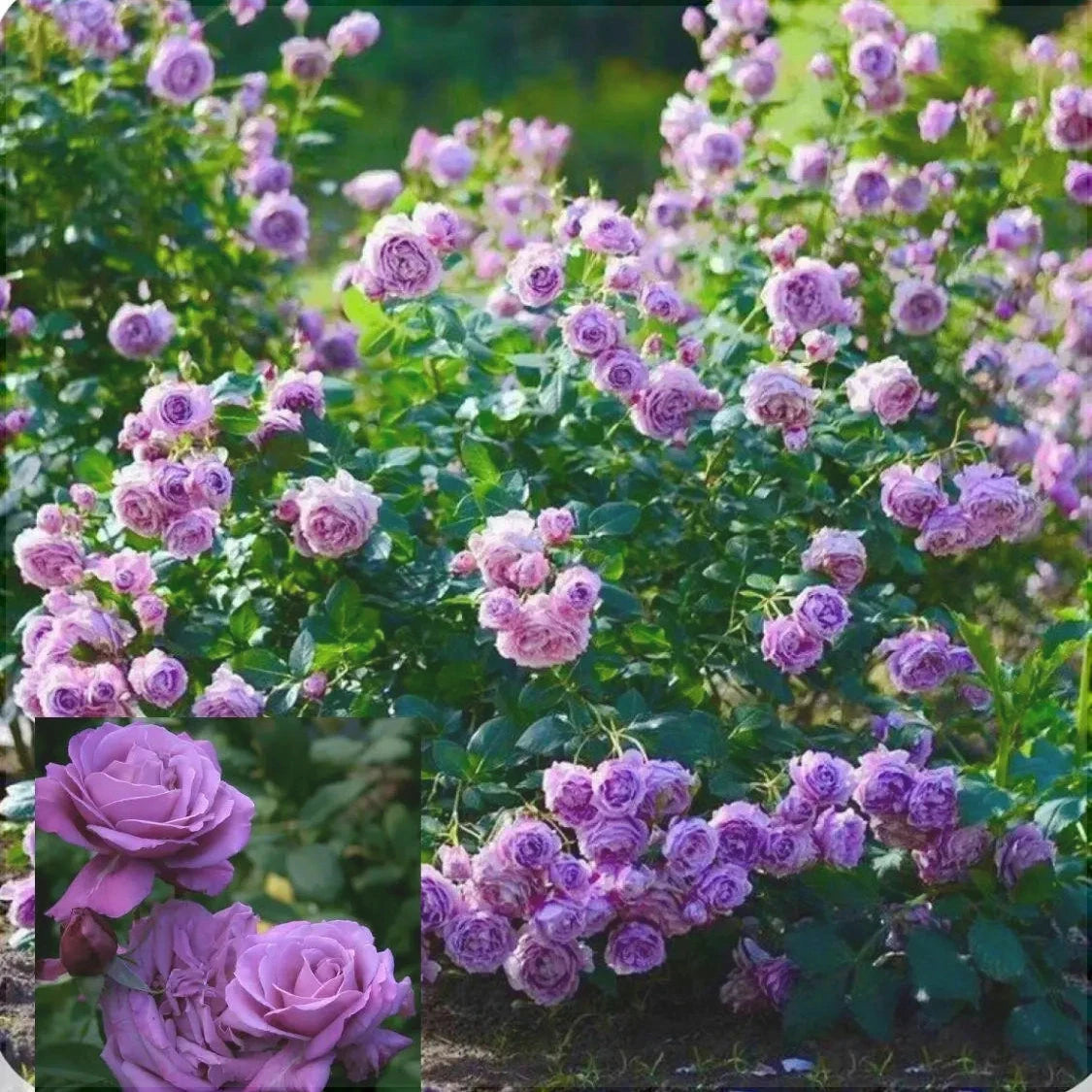 Trandafir Urcator Butas "Indigoletta", 1 Bucata