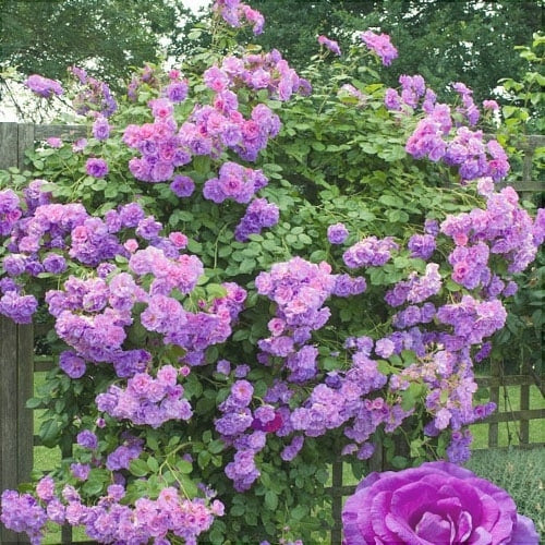 Trandafir Urcator Butas "Indigoletta", 1 Bucata