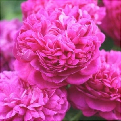 Trandafir Urcator Butas "Rixi", 1 Bucata