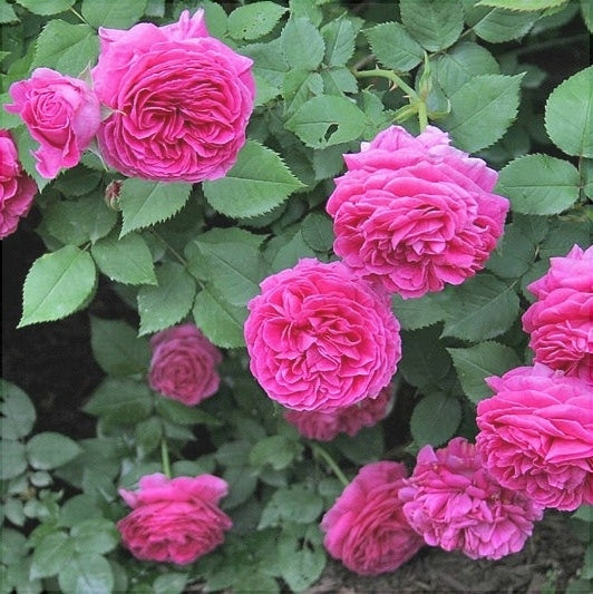 Trandafir Urcator Butas "Rixi", 1 Bucata