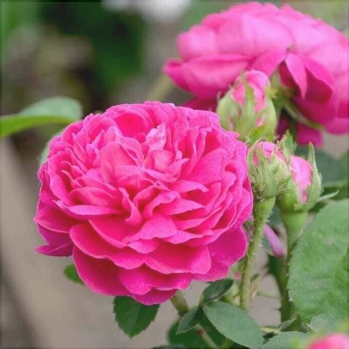 Trandafir Urcator Butas "Rixi", 1 Bucata