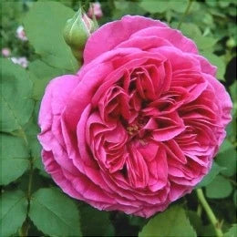 Trandafir Urcător Butaș "Rixi", 1 Bucată