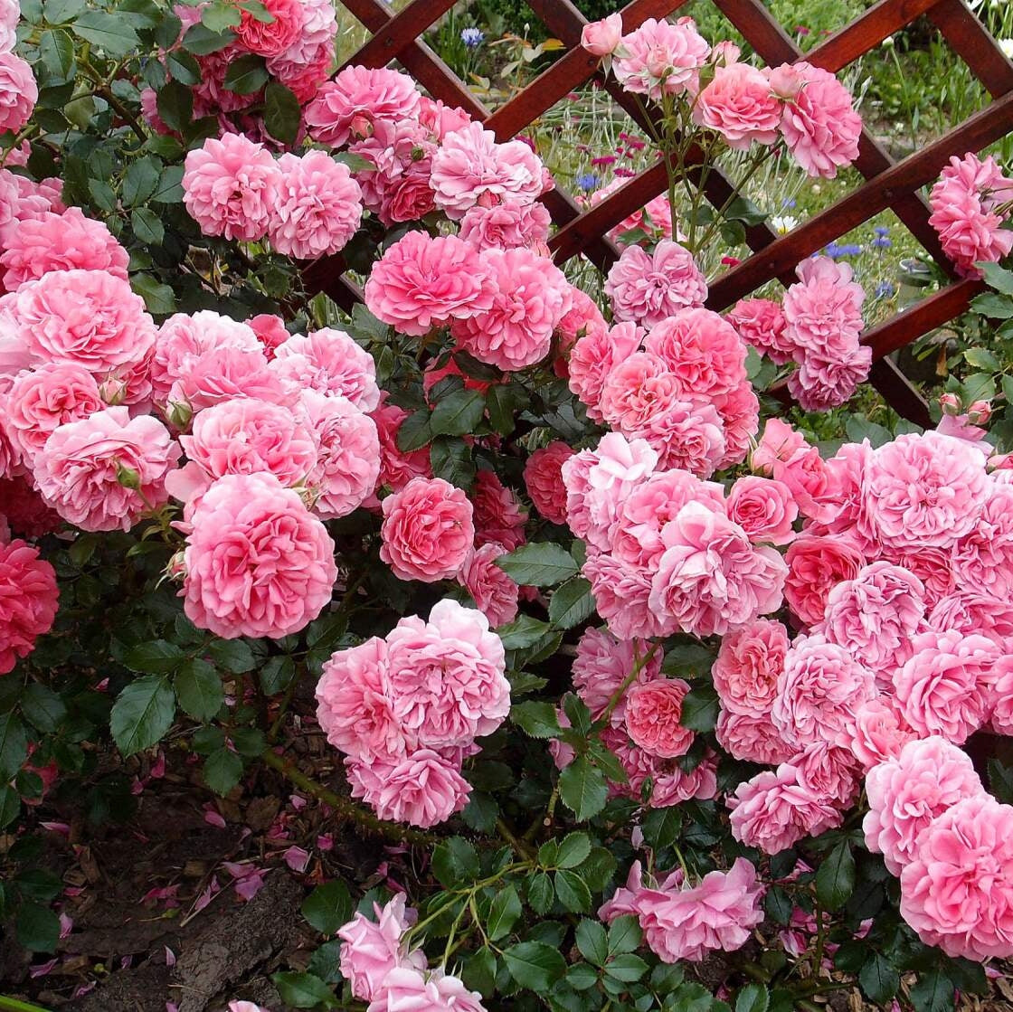 Trandafir Urcator Butas "Rossarium", 1 Bucata