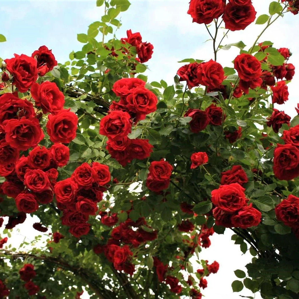 Trandafir Urcator Butas "Simpaty", Rosu, 1 Bucata