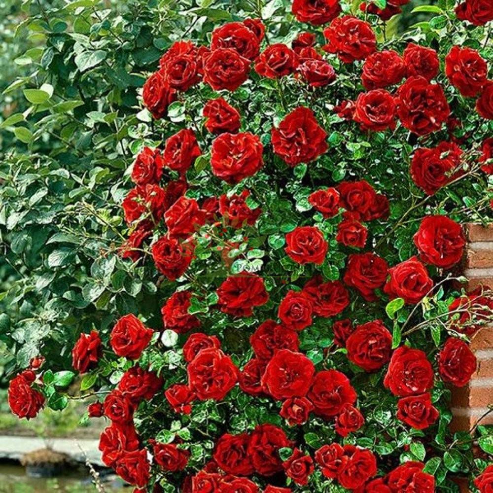 Trandafir Urcator Butas "Simpaty", Rosu, 1 Bucata