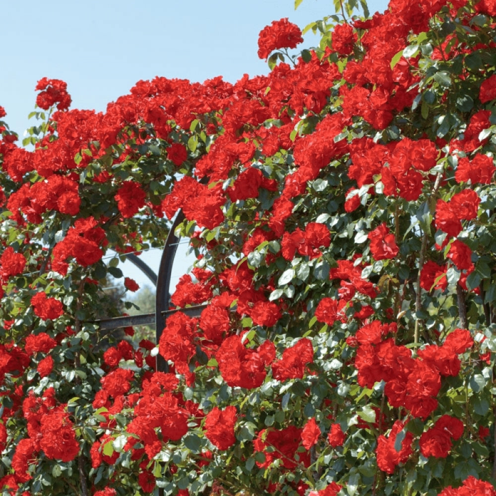 Trandafir Urcator Butas "Sympathie", 1 Bucata