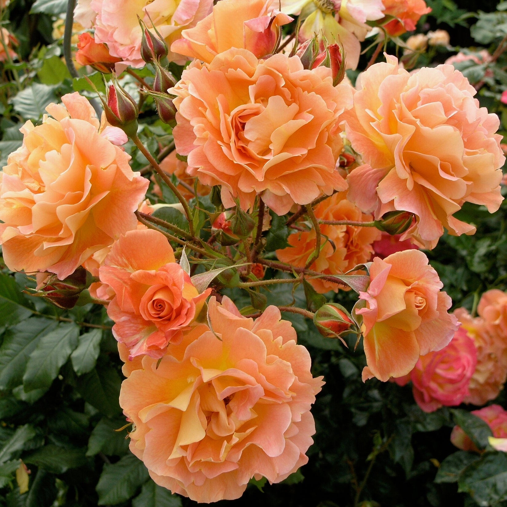 Trandafir Urcator Butas "Westerland", 1 Bucata