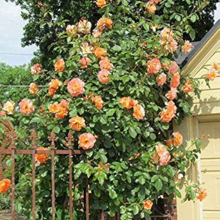 Trandafir Urcator Butas "Westerland", 1 Bucata