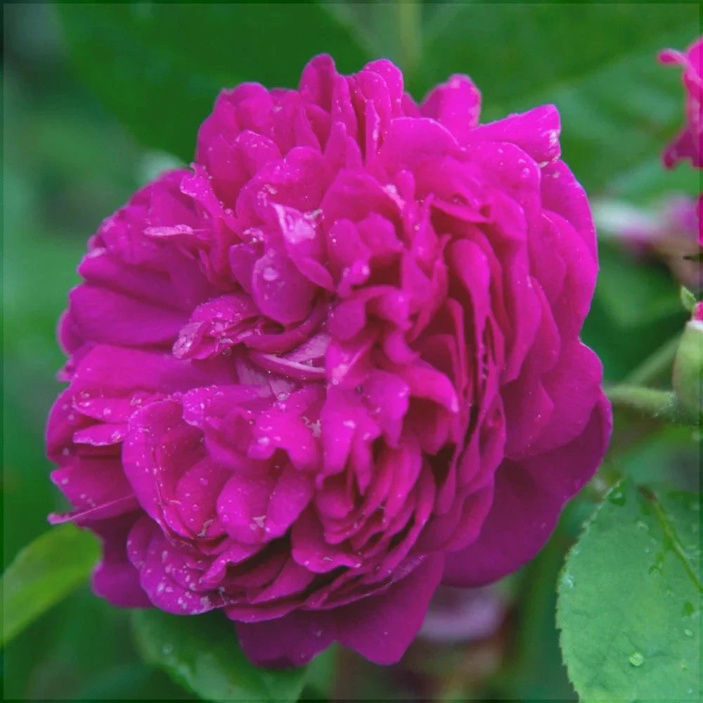 Trandafir Urcator Butas de Dulceata "Sachsengruss", 1 Bucata