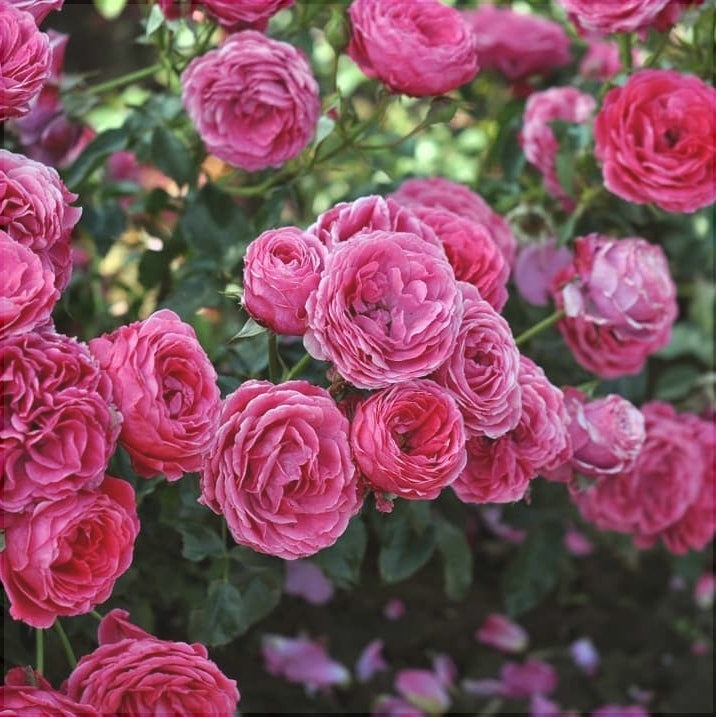 Trandafir Urcator Butas de Dulceata "Sachsengruss", 1 Bucata