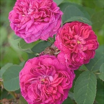 Trandafir Urcator Butas de Dulceata "Sachsengruss", 1 Bucata