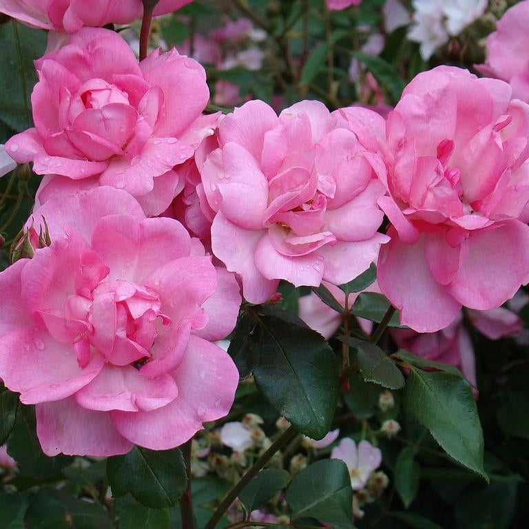 Trandafir Urcator "Centenarie De Lourdes", la Ghiveci 3L, Anul 2, 1 Bucata