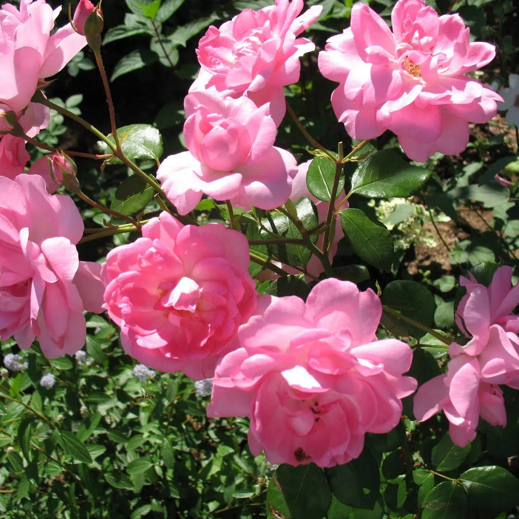 Trandafir Urcator "Centenarie De Lourdes", la Ghiveci 3L, Anul 2, 1 Bucata