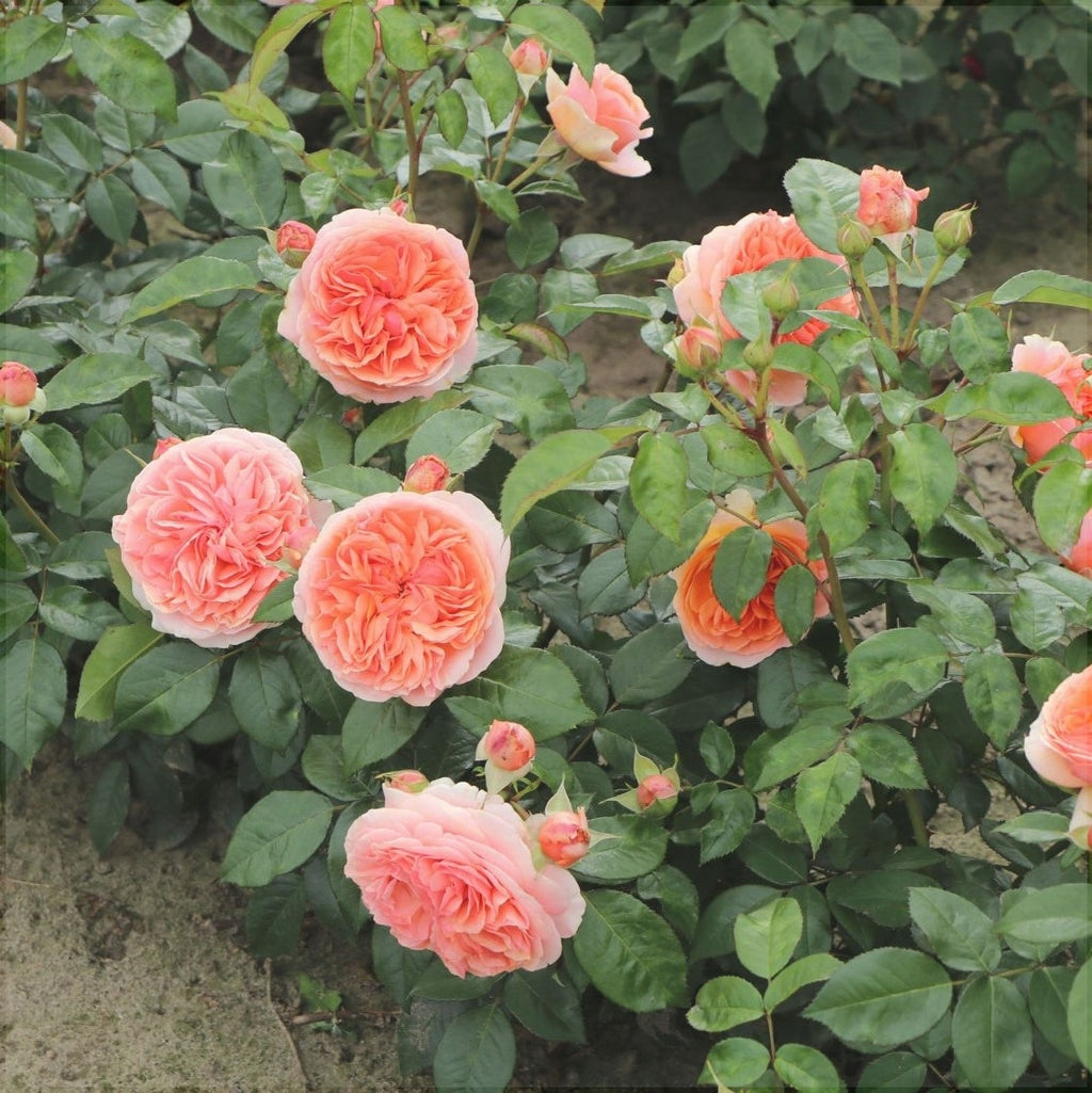 Trandafir Urcator "Chippendale", la Ghiveci 3L, Anul 2, 1 Bucata