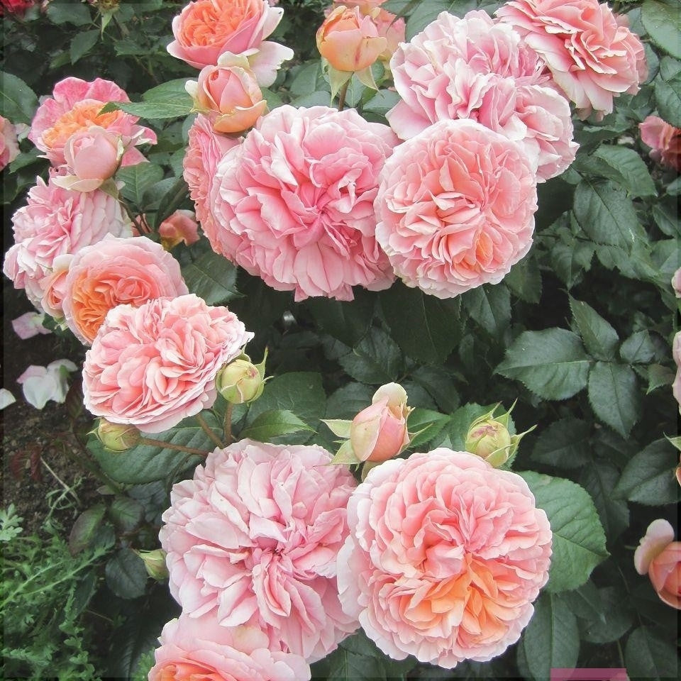 Trandafir Urcator "Chippendale", la Ghiveci 3L, Anul 2, 1 Bucata