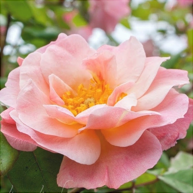 Trandafir Urcator "Clair Matin", la Ghiveci 3L, Anul 2, 1 Bucata