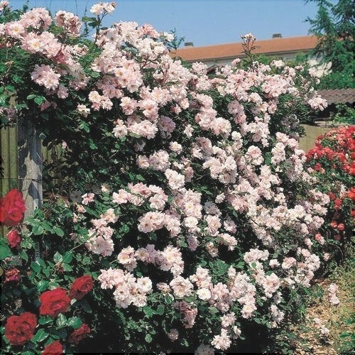 Trandafir Urcator "Clair Matin", la Ghiveci 3L, Anul 2, 1 Bucata