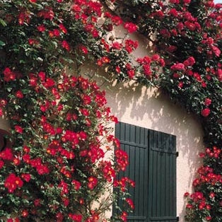 Trandafir Urcator "Cocktail", la Ghiveci 3L, Anul 2, 1 Bucata