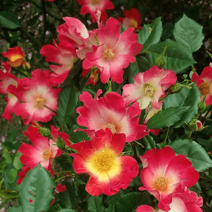 Trandafir Urcator "Cocktail", la Ghiveci 3L, Anul 2, 1 Bucata