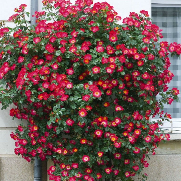 Trandafir Urcator "Cocktail", la Ghiveci 3L, Anul 2, 1 Bucata