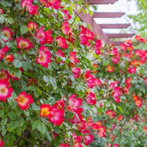 Trandafir Urcator "Cocktail", la Ghiveci 3L, Anul 2, 1 Bucata