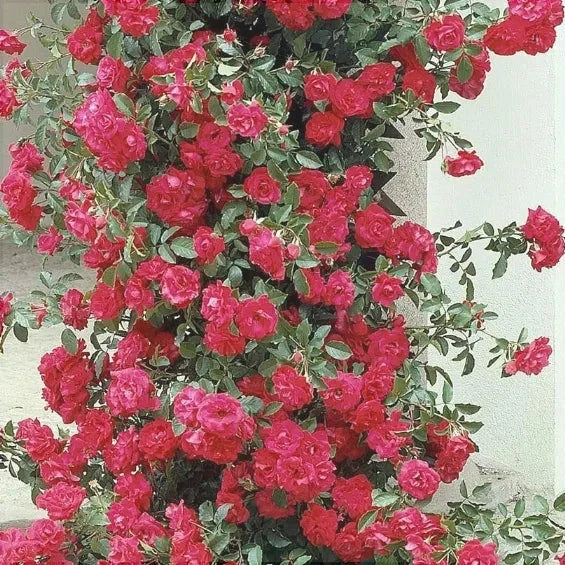 Trandafir Urcator "Dance des Simples", la Ghiveci 3L, Anul 2, 1 Bucata