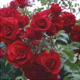 Trandafir Urcator "Dance des Simples", la Ghiveci 3L, Anul 2, 1 Bucata