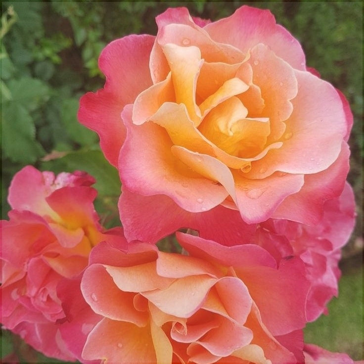 Trandafir Urcator "Decor", la Ghiveci 3L, Anul 2, 1 Bucata