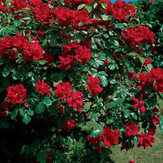 Trandafir Urcator "Don Juan", la Ghiveci 3L, Anul 2, 1 Bucata