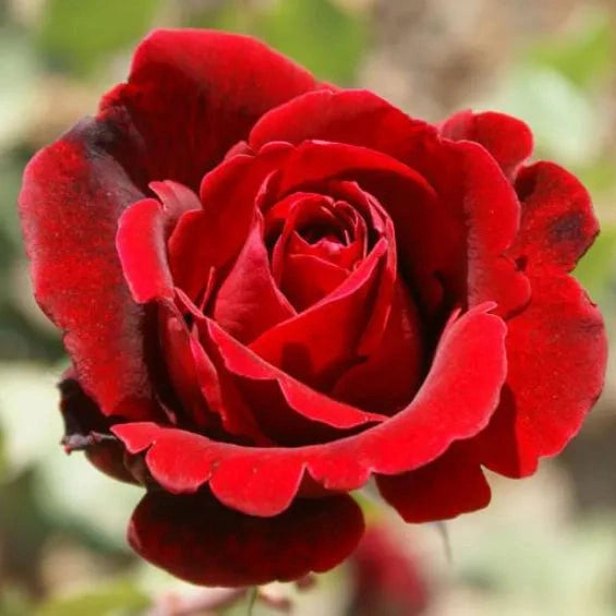 Trandafir Urcator "Don Juan", la Ghiveci 3L, Anul 2, 1 Bucata